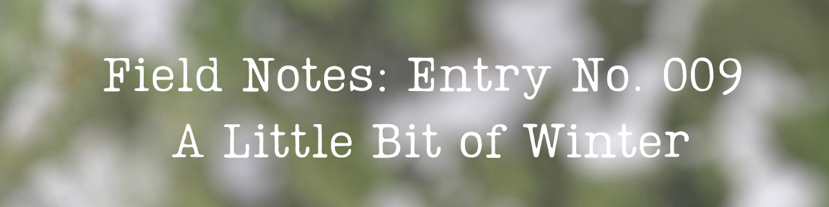 Field Notes: Entry No. 009 - A little bit of winter
